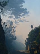 Tree Fog Smoke mood