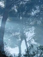 photo of trees in dense fog