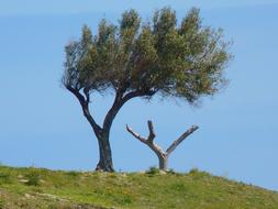 Tree Olive
