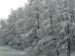 trees in a snowy landscape