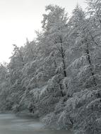 white Snowy Winter forest