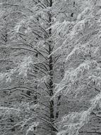 Log Snowy Winter tree