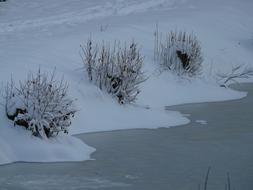 frozen bushes on the shore of a winter lake