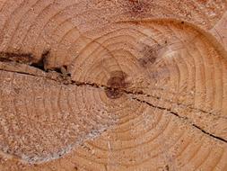 cross section of a log