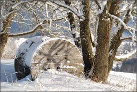 sunny day in winter forest