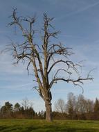 Tree Dying