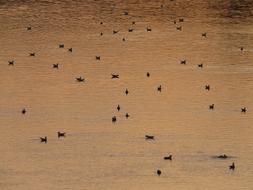 ducks on the river in romantic evening