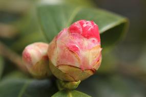 Camellia Bud Red