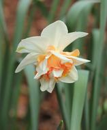 white Daffodil Bicolor