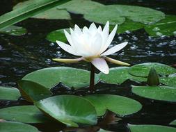 nice Water Lily White