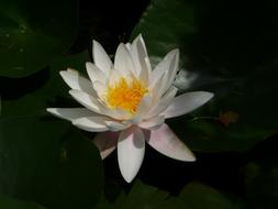 photo of a white lily with darkness