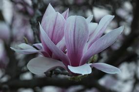Magnolia Blossom Tulip