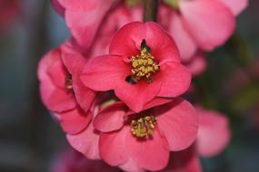 Ornamental red Cherry Blossom