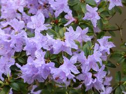 Azalea Blue flowers