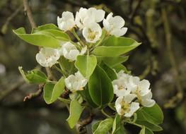 closeup photo of nice White Pear Blossoms