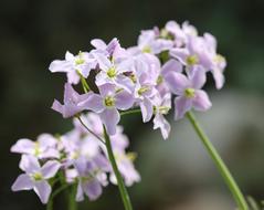 Cuckoo Flower, Smock close up
