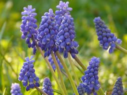 wonderful blue Muscari Flower