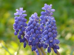 blue Muscari Flower close-up on blurred background