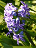 ravishing Hyacinth Flower