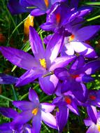 magnificent purpe Crocus Flowers