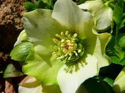 goodly Prevalence Rose Blossom