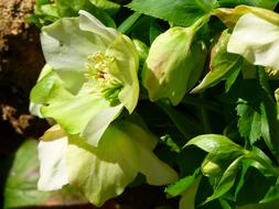 absolutely beautiful Prevalence Rose