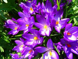 ravishing Crocus Flower Spring