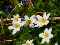 impressively beautiful Wood Anemone Flower