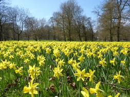 Beautiful field with yellow daffodil flowers among the trees