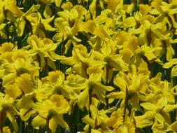 Daffodil Field