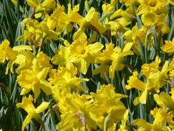 incredibly beautiful Daffodils