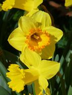 absolutely beautiful Narcissus Daffodil Yellow