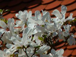 White Blossoms of Magnolia