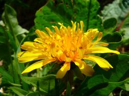 big yellow dandelion