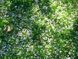 Petals White Meadow green