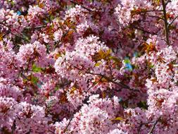 goodly Blood Plum Prunus