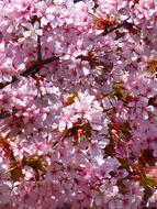 Blood Plum Prunus
