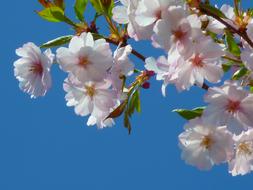 Blossoms of Japanese Cherry Tree at sky
