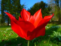 absolutely beautiful Tulip Red Flower