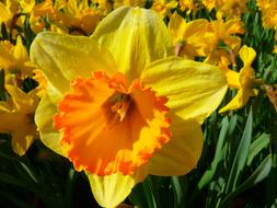 ravishing Narcissus Daffodil Flower