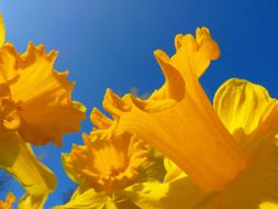 yellow Daffodils at blue sky, macro
