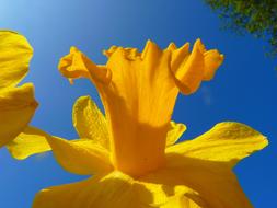 macro photo of a yellow daffodil bud