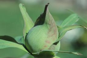 Bud Peony green