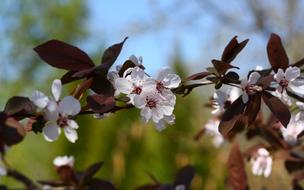 fabulous Spring Flowers