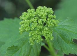 Scheinhortensie Flower green