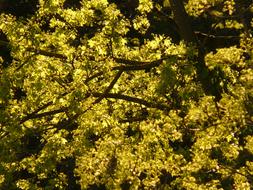 impressively beautiful Maple Blossomed tree