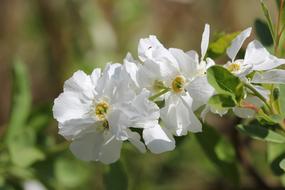 Wild Jasmine White