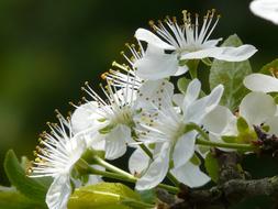 unusually beautiful Plum Blossom