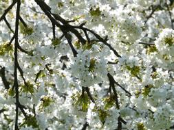 beautiful white Cherry Blossom