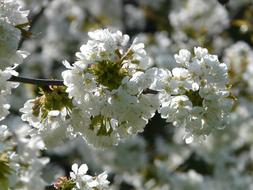 goodly Cherry Blossom Tree